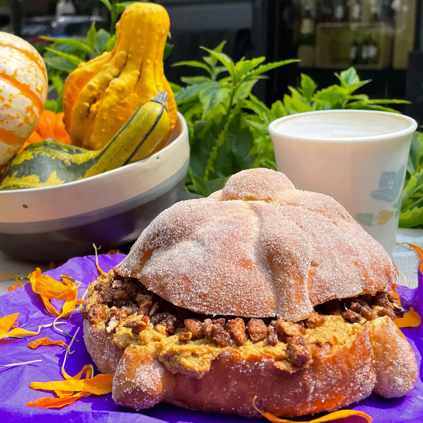 Pancracia thumbnail 2